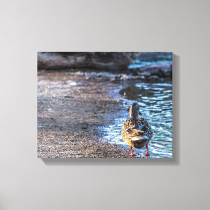 Impressão Em Tela 8801-Mallard Duck a Caminhar na Costa