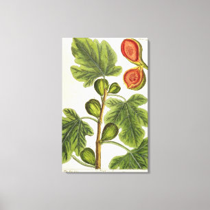 Impressão Em Tela A árvore de figo, chapeia 125 "de um erval