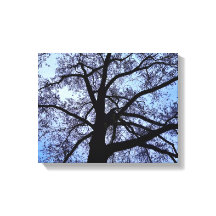 A beleza da natureza