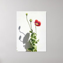 A beleza também é a Fera.