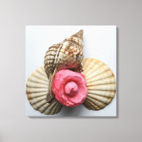 A Camellia E Os Conchas