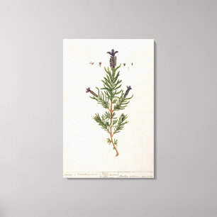 Impressão Em Tela A lavanda francesa, chapeia 241 'de um Herbal