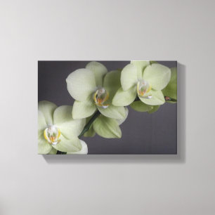 Impressão Em Tela A orquídea floresce modificação elegante do chique