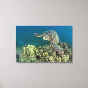 Impressão Em Tela A Tartaruga Marinha Verde, (Chelonia mydas), é a 2