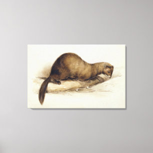 Impressão Em Tela A Weasel, 1832 (c/c, caneta, tinta, guache e goma