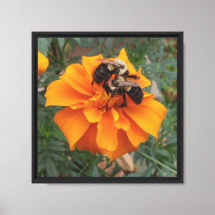 Impressão Em Tela Abejas en Flor de Marigold
