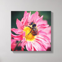 Abelha-Bumble Na Flor-Daisy Rosa 2