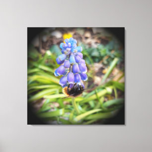 Impressão Em Tela Abelha em Muscari Armeniacum , Grape Hyacinth