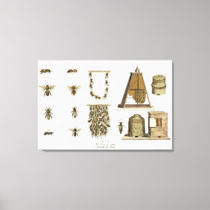 Impressão Em Tela Abelhas e apicultura, do "Jovem Landsman", p