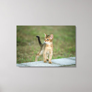 Impressão Em Tela Abyssinian