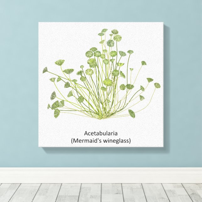 Impressão Em Tela Acetabularia (Sereia) (Insitu(piso de madeira))