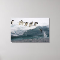 Adelie Penguins mergulhando no mar Paulette