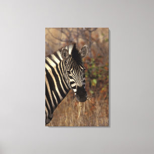 Impressão Em Tela África, África do Sul, retrato da zebra de Kruge