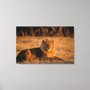 Impressão Em Tela África, Botsuana, Delta do Okavango. Leão (Panther