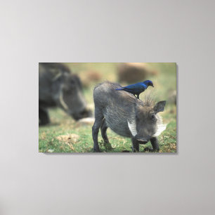 Impressão Em Tela África do Sul, Pilanesburg GR, Warthog