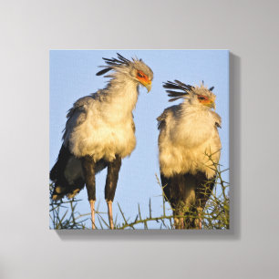 Impressão Em Tela África. Tanzânia. Aves-secretárias em Ndutu
