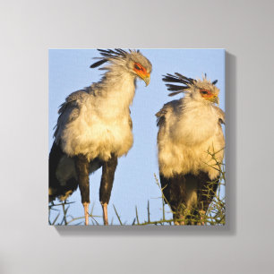 Impressão Em Tela África. Tanzânia. Aves-secretárias em Ndutu