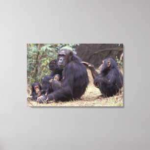 Impressão Em Tela África, Tanzânia, fêmea infantil de Gombe NP