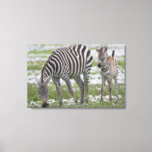 Impressão Em Tela África. Tanzânia. Mãe e cria de zebra