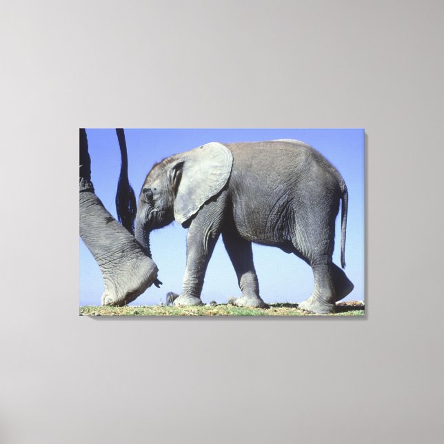 Impressão Em Tela Afro-Elefante (Frente)