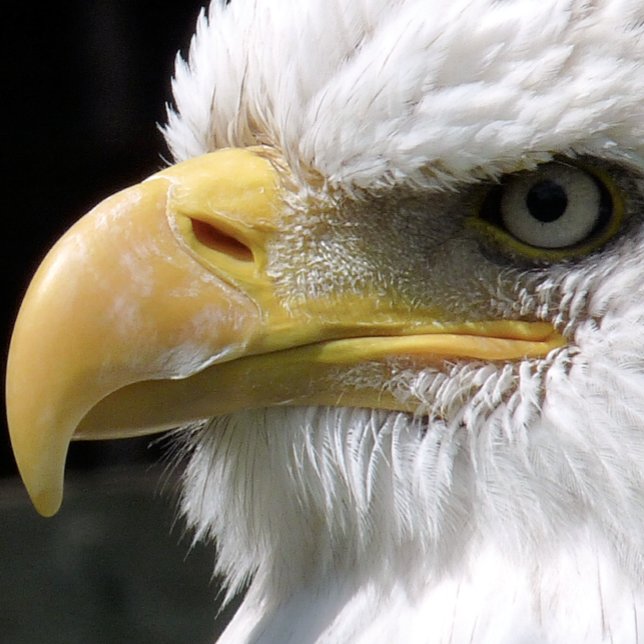 IMPRESSÃO EM TELA ÁGUA ÁGUA DE PRESA (Criador carregado)