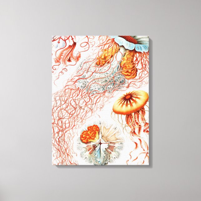 Impressão Em Tela Água-viva, Disco de Ernst Haeckel (Frente)