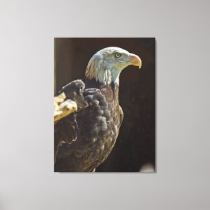 Impressão Em Tela Águia americana americana