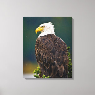 Impressão Em Tela Águia Americana Careca Empoleirada