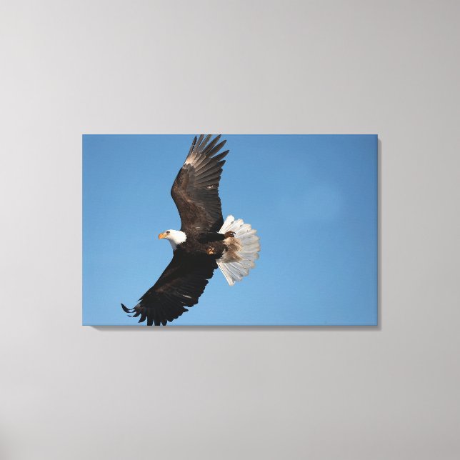 Impressão Em Tela Águia Americana em Voo (Frente)