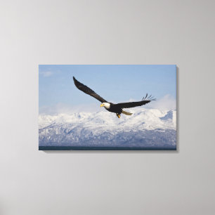 Impressão Em Tela Águia Americana em Voo, Haliaeetus leucocephalus,