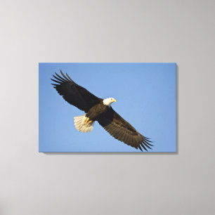 Impressão Em Tela Águia Americana, Haliaeetus leucocephalus, Homer,