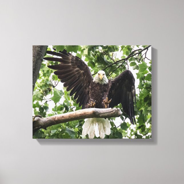 Impressão Em Tela Águia caída com a aterrissagem (Frente)