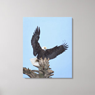 Impressão Em Tela Águia-careca (Haliaeetus leucocephalus) com asas