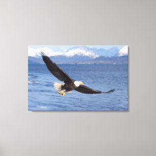 Impressão Em Tela águia-pescadora-americana, Haliaeetus leucocephalu