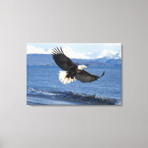 Impressão Em Tela águia-pescadora, Haliaeetus leuccocephalus, em voo