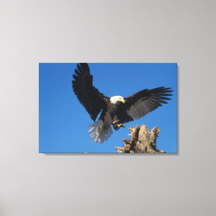 Impressão Em Tela águia-pescadora, Haliaeetus leuccocephalus, pousan