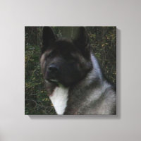 akita pinto máscara preta