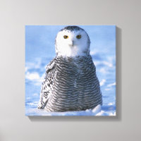 Alaska Artic Snowy Owl Foto Designada