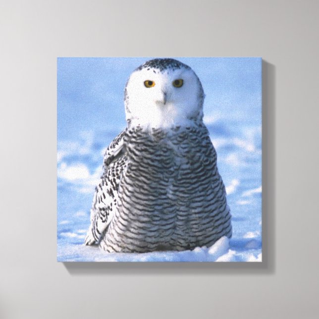 Impressão Em Tela Alaska Artic Snowy Owl Foto Designada (Frente)