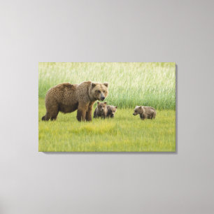 Impressão Em Tela Alaskan Brown Bear Sow e três Cubs, Ursus