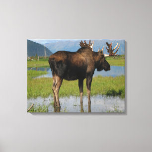 Impressão Em Tela Alaskan Bull Moose em Scenic Marsh Photo Design