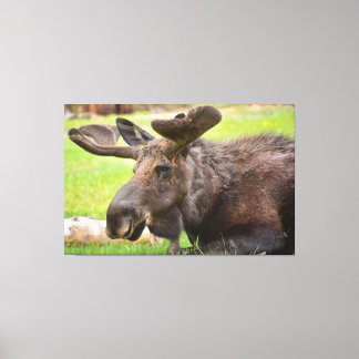 Impressão Em Tela Alce Macho Parque Nacional Montanhas Rochosas