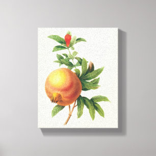 Impressão Em Tela Alimento Antigo Fruta, Romã por Redoute