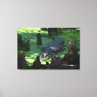 Impressão Em Tela Alligador Americano Na Foto De Belas Artes Dos Swa