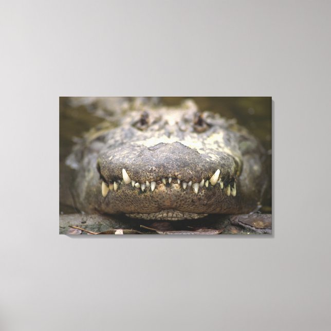 Impressão Em Tela Alligator americano (Frente)
