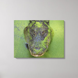 Impressão Em Tela Alligator Close-up Photo, Wildlife Nature Impressõ
