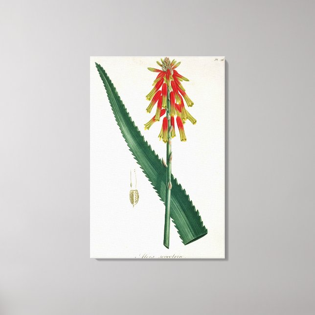 Impressão Em Tela Aloe de 'Phytographie Medicale' por Joseph Roques (Frente)
