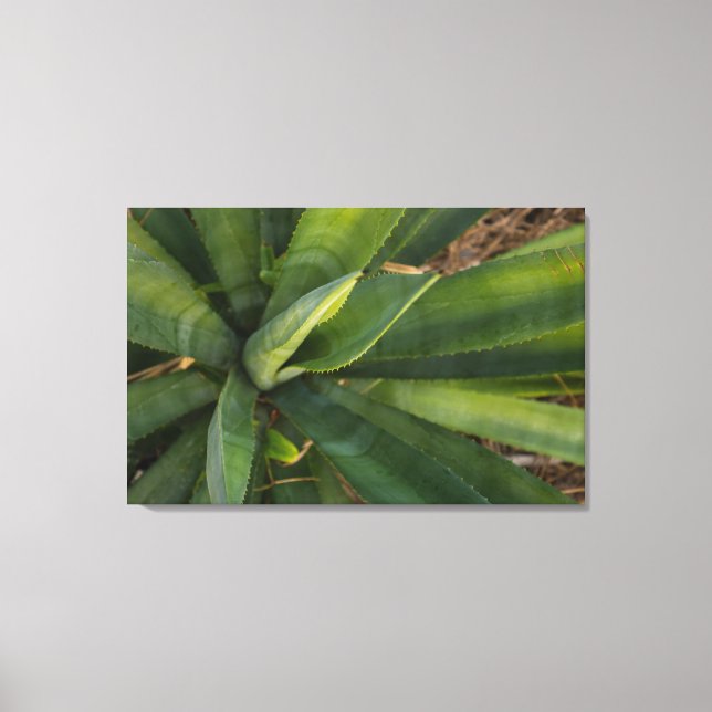 Impressão Em Tela Aloe Vera (Frente)