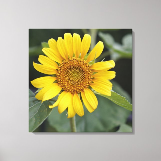Impressão Em Tela Amarelo sunny bonito Girassol 24" x 24" (Frente)