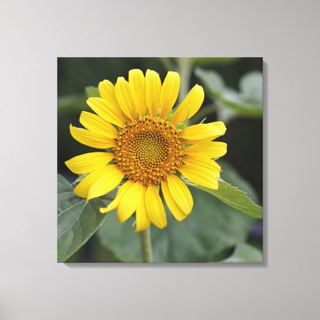Impressão Em Tela Amarelo sunny bonito Girassol 24" x 24" (Frente)